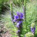 Downy Lobelia
